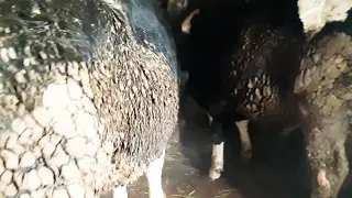 Сментали догоняет черно пёстрых бычков