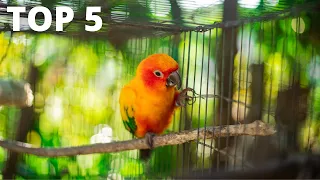 🥇 Meilleures Cages à Oiseaux (2021) - Avis & Comparatif