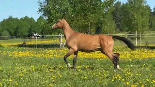 Akhalteke colt Magisterium 2021 y.b. golden buckskin horse for sale
