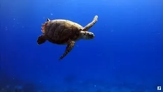 Underwater Marine Life: Sea Turtles, Coral Reef Fish, Ocean Fish & Relax Music (1080p