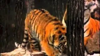 wwf tigers