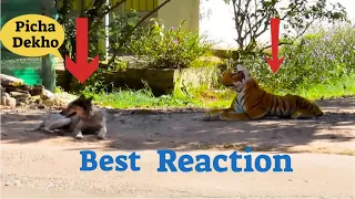 fake tiger prank Can't stop you laughing it | best funny video of 2020