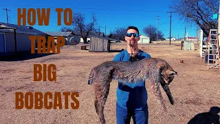 HOW TO TRAP BIG BOBCATS | START TO FINISH