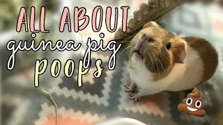 All About Guinea Pig Poops | Piggie Perfection