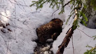 Supikoiran lopetus - raccoondog