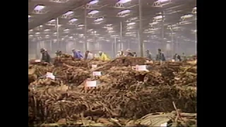 The Heartland Series - Tobacco Auction