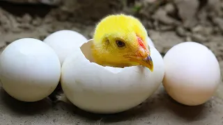 Stop Motion ASMR - Catch Baby Duck Egg Eel-fish in Underground hole Primitive Cooking | Cuckoo