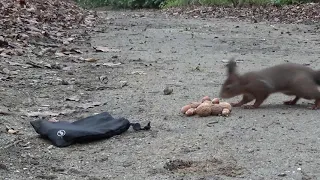 02 Eichhörnchen im Rombergpark im Januar 2021
