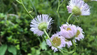 野に咲く花のように💐　チェロ演奏