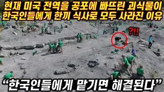 현재 미국 전역을 공포에 빠뜨리 괴식물이 한국인들에게 한끼 식사로 모두 사라진 이유