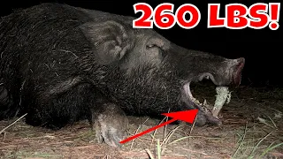 260 POUND MASSIVE HOG SHOT  - Florida Wild BOAR Hunting!