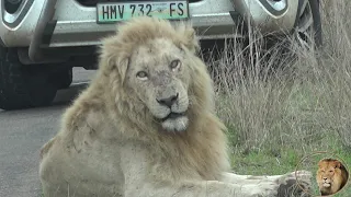 On His Own - Battle Scarred Casper The White Lion