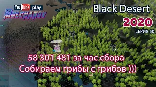 Сбор грибов. Black Desert Фарм серебра 2020. Лучница.