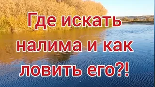 Ловля налима осенью 2021 . Поиск налимьих троп 2 часть . Налим 2021 . Рыбалка 2021 .