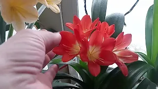 снежный уральский май, мои кливии, clivia