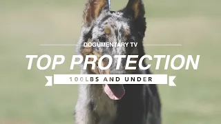 TOP 10 PROTECTION DOGS 100LBS AND UNDER