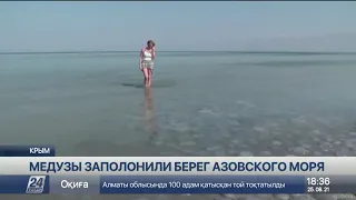 Побережье Азовского моря заполонили медузы