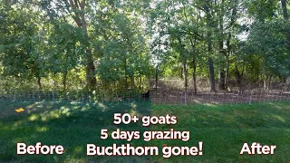 Goats Eating Buckthorn Timelapse (Phase 1)