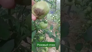 ТОМАТ Розовый спам