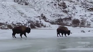 South Carolina woman injured by bison in Yellowstone