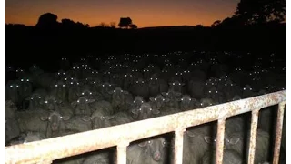 Why do animal's eyes glow at night?