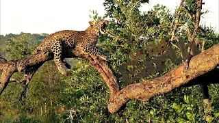 WildEarth - Sunrise Safari - 3 May 2020