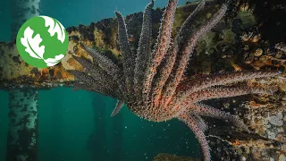 Saving the Sunflower Sea Star