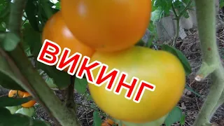 Урожайные томаты/Томаты для открытого грунта/Сорт Викинг обзор