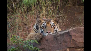 T1 tiger family of panna tiger reserve part 2