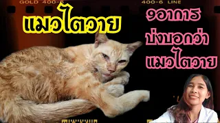 "แมวไตวาย"รึป่าว? | 9 สัญญาณสังเกตอาการเองที่บ้านได้