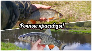 Речные красавцы. Трудовая рыбалка на классическую полудонку 20.04.24.