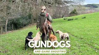 Working Labradors on shoots in the UK. A real life view of British driven shooting and picking up.