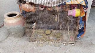 Finches Breading setup For sale 🔥 || 10 Confirm Breading Pairs with Eggs For sale || #sale #akb