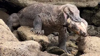 OMG😱😱Komodo Dragons Swallow Animal Carcasses Full Of Maggots