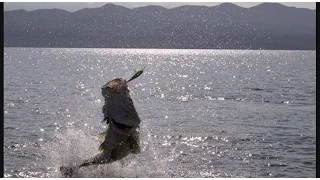 Fish Warrior : Amazing Documentary