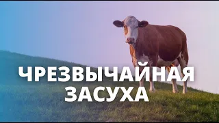 Засуха убивает молочную отрасль