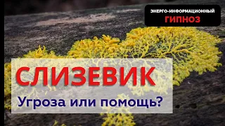 СЛИЗЕВИК. УГРОЗА ИЛИ ПОМОЩЬ? #гипноз #слизевик #расследование