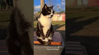 Кот, похожий на Гитлера, передаёт привет всем из солнечного Стамбула