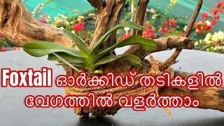 Foxtail ഓർക്കിഡ് തടികളിൽ വേഗത്തിൽ വളർത്താം | How to mount a foxtail orchid on wood