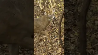 The episode you have all been waiting for.... State Record 183" 8 Point!! #bowhunter #hunting