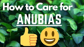 (OLD) ANUBIAS PLANT CARE GUIDE | Species Profile