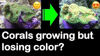 Are your corals growing but lack vibrant color? Answers here!