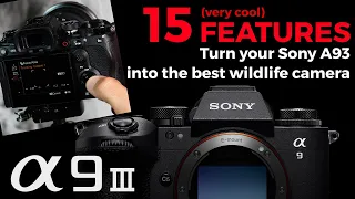 15 Features to turn your Sony A9iii into the best camera for wildlife photography!