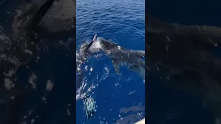 Two Tiger Sharks Charge At Me!😮 #shark #tigershark #sharks #sharkdiving