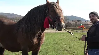 Armasarii lui Sile de la Iclod, Cluj - 2023 Nou!!!