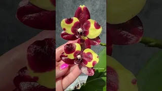 Phal. No ID "Арлекин" (Голландия) ❤️💛 Домашнее цветение яркого воскового желто-красного фаленопсиса