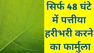 सिर्फ 48 घंटो में पत्तीयों को  हराभरा बनाने का फ़ार्मुला