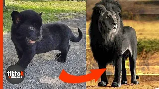 I'm a Big Kid Now - Animals Grow Up - lion transformation