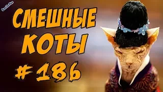 Смешные коты и кошки 2018 Приколы с котами и кошками 2018