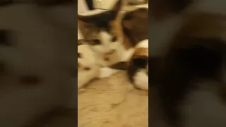 CUTE VIDEO. A Cat loves 2 Guinea pigs